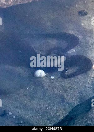 Lesser Two-spot Octopus (Octopus bimaculoides) Mollusca Stock Photo - Alamy