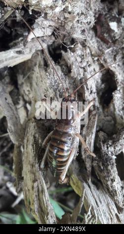 Wellington Tree Wētā (Hemideina crassidens) Insecta Stock Photo