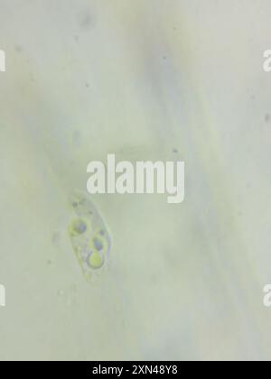 contorted pipe club (Macrotyphula contorta) Fungi Stock Photo - Alamy