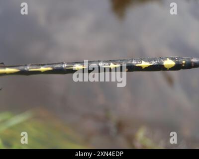 Arrowhead Spiketail (Cordulegaster obliqua) Insecta Stock Photo - Alamy