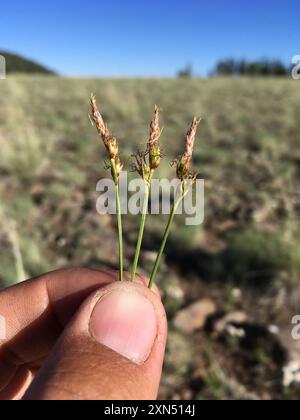 Sun Sedge (Carex inops heliophila) Plantae Stock Photo - Alamy