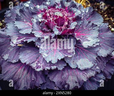 Ornamental purple kale with water droplets in autumn garden, Brassica oleracea. Stock Photo
