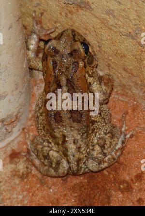 Garman's Toad (Sclerophrys garmani) Amphibia Stock Photo