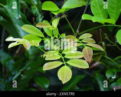 (Derris laxiflora) Plantae Stock Photo - Alamy