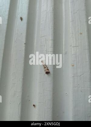 Elegant Grass-veneer (Microcrambus elegans) Insecta Stock Photo