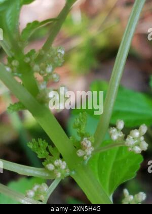 clearweed (Pilea) Plantae Stock Photo