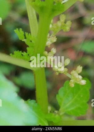 clearweed (Pilea) Plantae Stock Photo