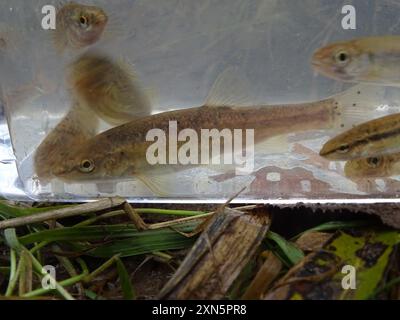 Western Blacknose Dace (Rhinichthys obtusus) Actinopterygii Stock Photo