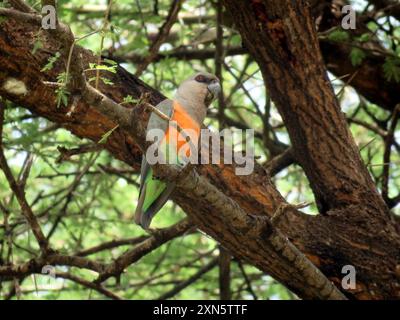 Red-bellied Parrot (Poicephalus rufiventris) Aves Stock Photo