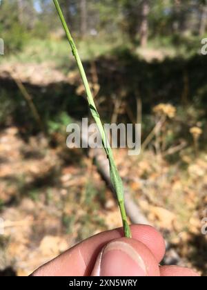drummond's rockcress (Boechera stricta) Plantae Stock Photo - Alamy
