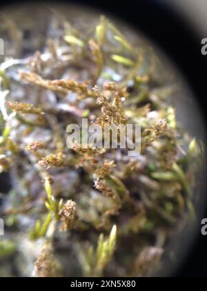 squirrel-tail moss (Leucodon sciuroides) Plantae Stock Photo