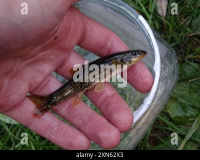 Longnose Dace (Rhinichthys cataractae) Actinopterygii Stock Photo