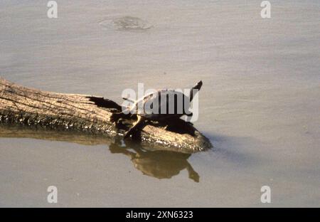 Indian Roofed Turtle (Pangshura tecta) Reptilia Stock Photo