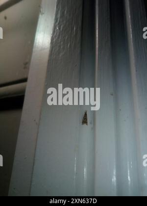 Elegant Grass-veneer (Microcrambus elegans) Insecta Stock Photo