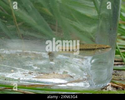 Riffle Daces (Rhinichthys) Actinopterygii Stock Photo