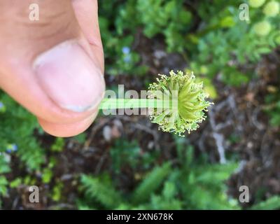 Gray's angelica (Angelica grayi) Plantae Stock Photo - Alamy