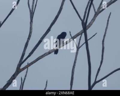 Thick-billed Seed-Finch (Sporophila funerea) Aves Stock Photo