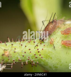 Rose Aphid (Macrosiphum rosae) Insecta Stock Photo - Alamy