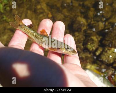 Longnose Dace (Rhinichthys cataractae) Actinopterygii Stock Photo