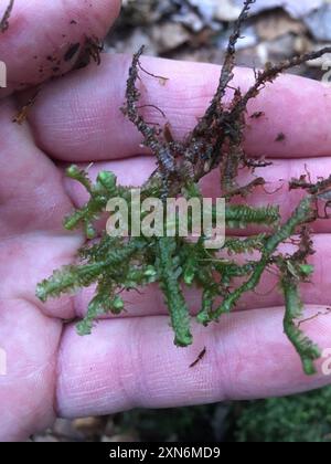 greater whipwort (Bazzania trilobata) Plantae Stock Photo