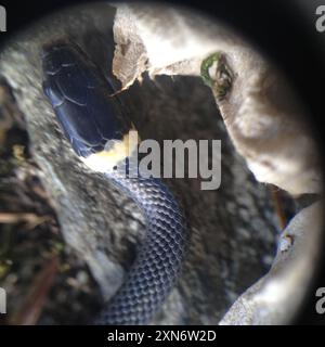 Northern Ringneck Snake (Diadophis punctatus edwardsii) Reptilia Stock Photo