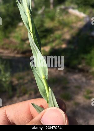 drummond's rockcress (Boechera stricta) Plantae Stock Photo - Alamy