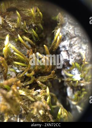 squirrel-tail moss (Leucodon sciuroides) Plantae Stock Photo