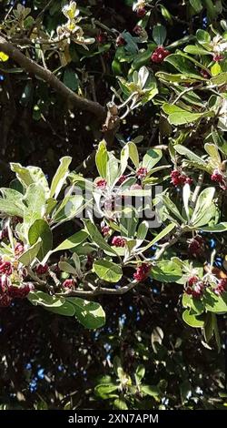 Karo (Pittosporum crassifolium) Plantae Stock Photo