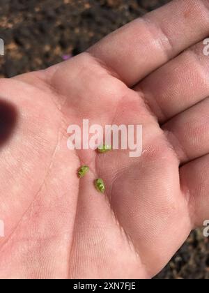 Trailing Windmills (Allionia incarnata) Plantae Stock Photo