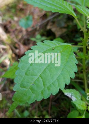 clearweed (Pilea) Plantae Stock Photo