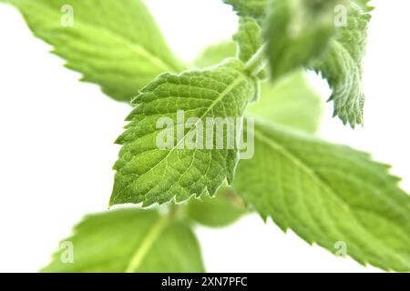 Detailed close-up of fresh spearmint leaves, called garden mint or common mint, against a white background. Perfect for culinary, herbal, and medicina Stock Photo