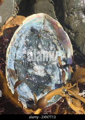 Blackfoot Paua (Haliotis iris) Mollusca Stock Photo