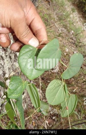 Velvetleaf (Cissampelos pareira) Plantae Stock Photo