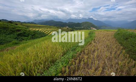 Landscape with green and yellow rice terraced fields and blue cloudy sky near Yen Bai province, North-Vietnam Stock Photo