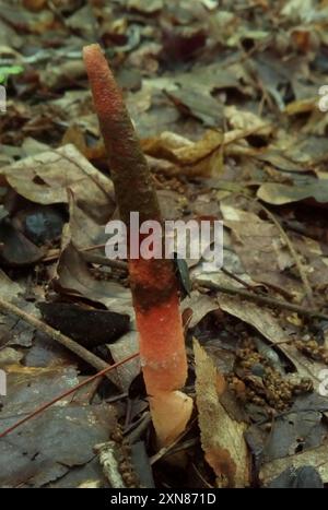 devil's dipstick (Mutinus elegans) Fungi Stock Photo - Alamy
