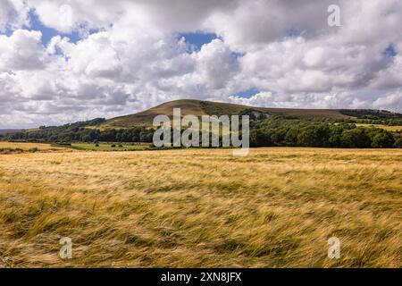 Golden wheat fields during summer July in front of Mount Caburn on the Lewes Downs East Sussex south east England UK Stock Photo