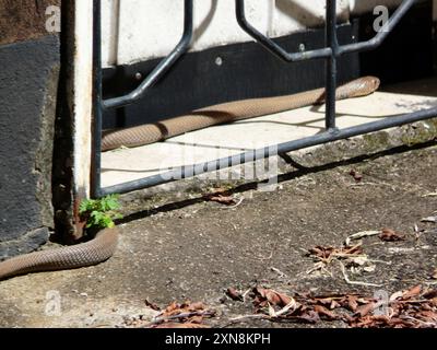 Mozambique Spitting Cobra (Naja mossambica) Reptilia Stock Photo