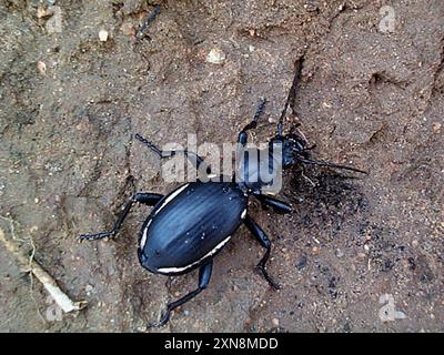 Twospot Ground Beetle (Anthia omoplata) Insecta Stock Photo - Alamy