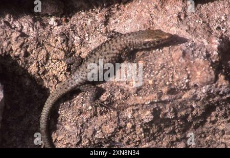 Greek Rock Lizard (Hellenolacerta graeca) Reptilia Stock Photo