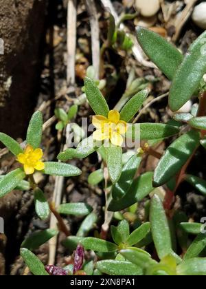 wingpod purslane (Portulaca umbraticola) Plantae Stock Photo