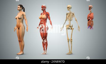 Female Anatomy with skeletal muscle and organs Stock Photo