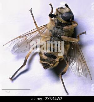 Yellow-haired Sun Fly (Myathropa florea) Insecta Stock Photo - Alamy