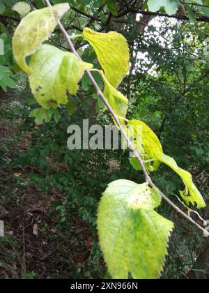 CELTIS OCCIDENTALIS | Common Hackberry - IT