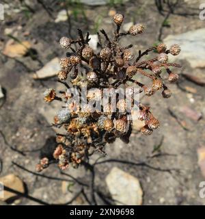 Cone Stompie (Brunia noduliflora) Plantae Stock Photo