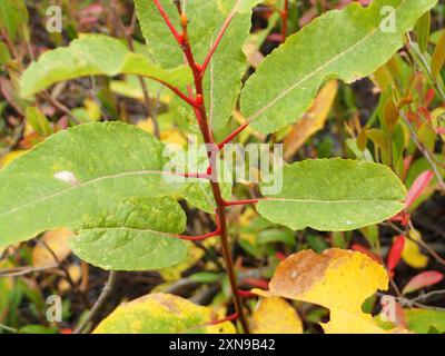 Balsam Willow (Salix pyrifolia) Plantae Stock Photo