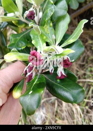 Karo (Pittosporum crassifolium) Plantae Stock Photo