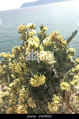 Jupiter's-beard (Anthyllis barba-jovis) Plantae Stock Photo