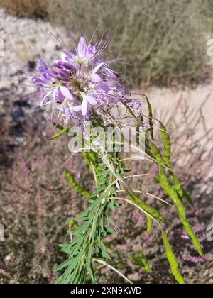 Rocky Mountain Beeplant (Cleomella serrulata) Plantae Stock Photo - Alamy