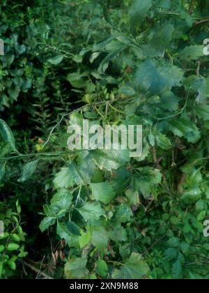 groundsel tree (Baccharis halimifolia) Plantae Stock Photo