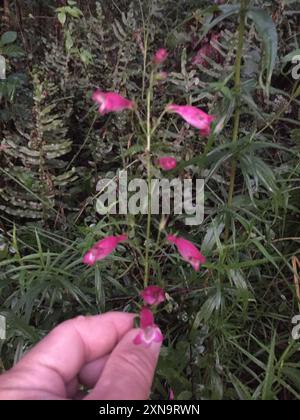 Pinto Beardtongue (Penstemon roseus) Plantae Stock Photo